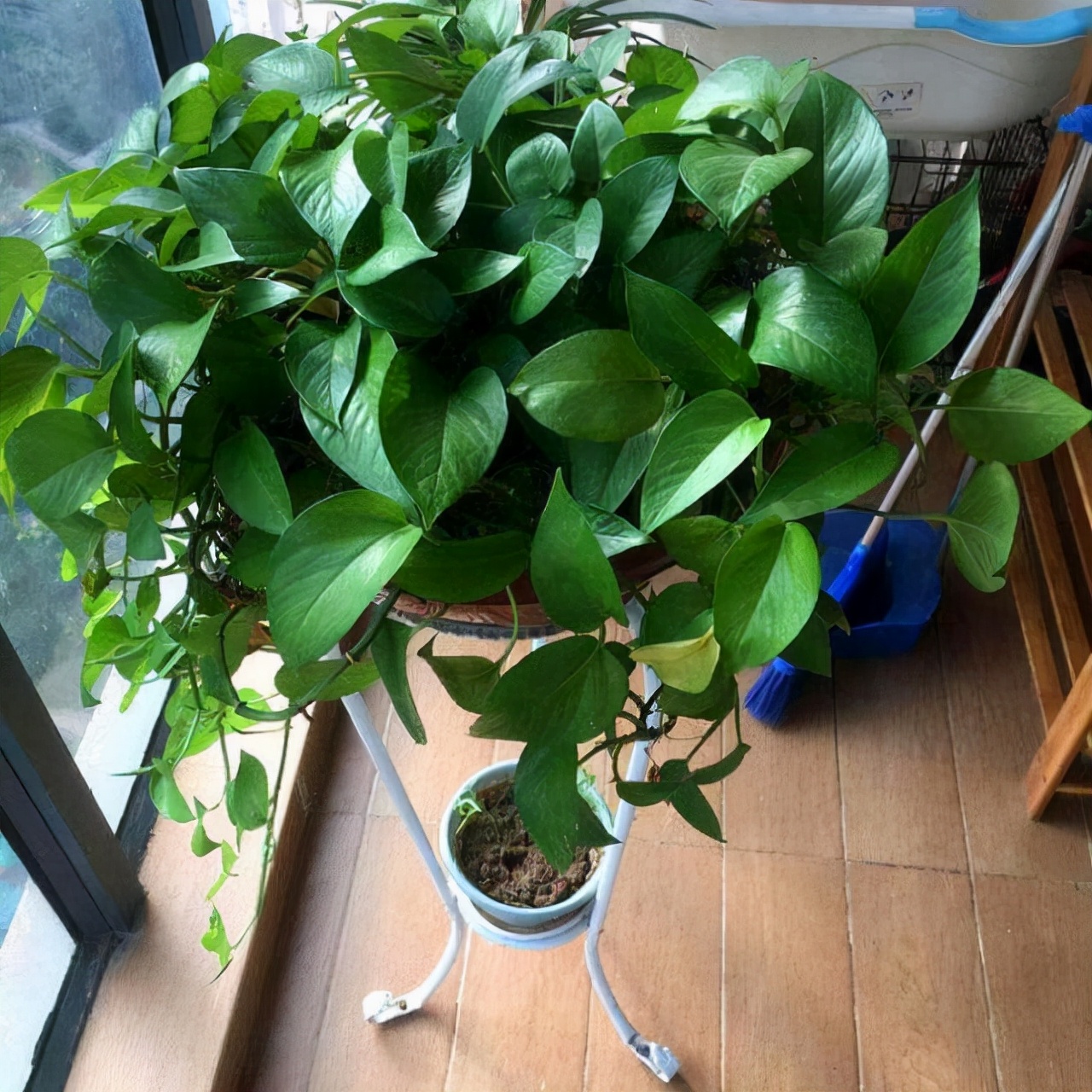 绿萝瘦弱 枯黄 每月喂点 饼干屑 土壤肥沃 叶绿像打了油蜡 资讯咖