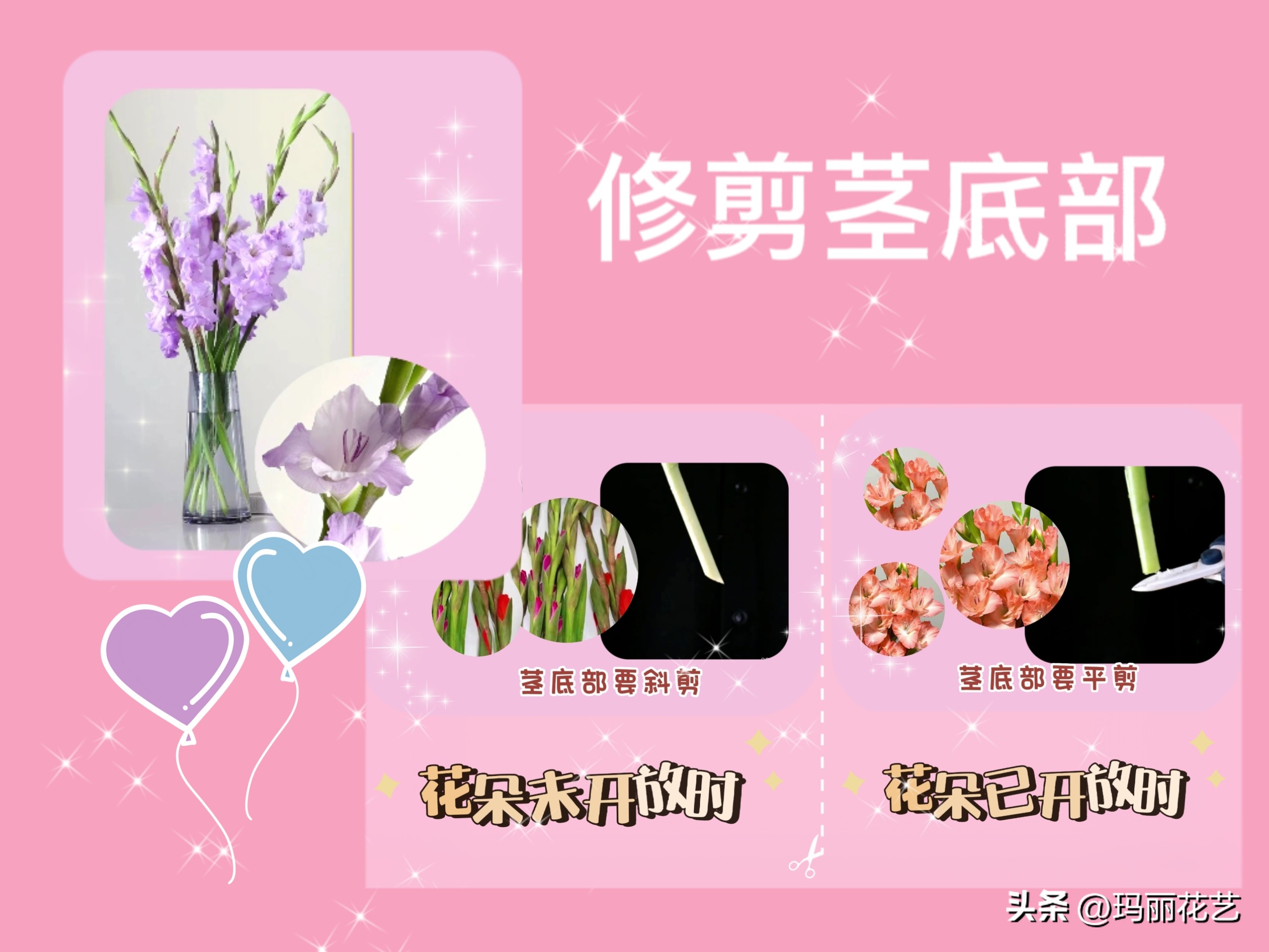 How to grow gladiolus fresh cut flowers? The florist teaches you the