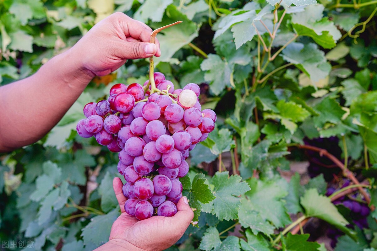 They all look the same, what's the difference between raisins and