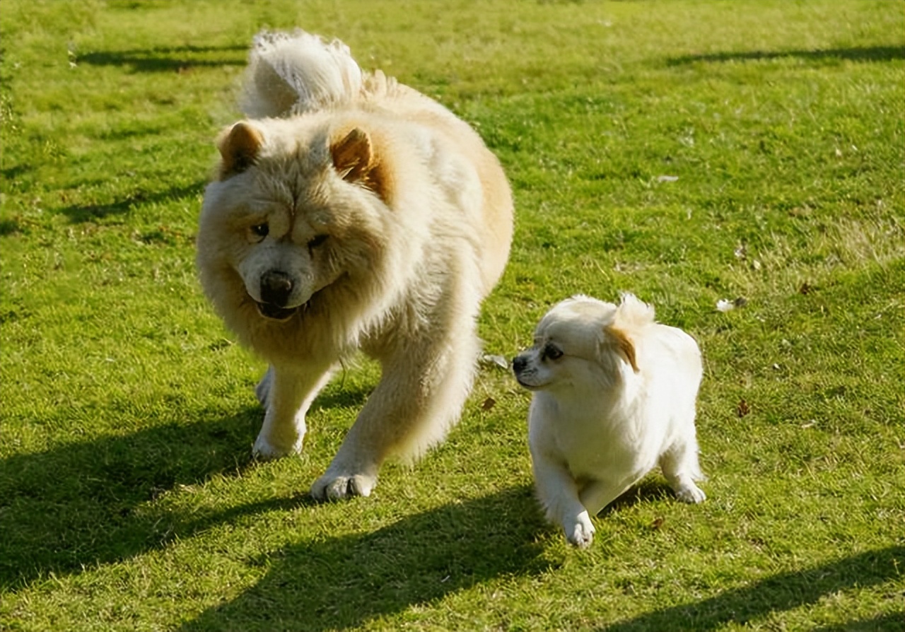 Why do big dogs always avoid small dogs?It should be an inherent rule