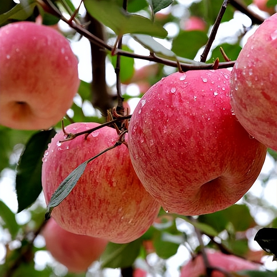 Is it easy to eat apples at night to hurt the stomach?Doctor's advice