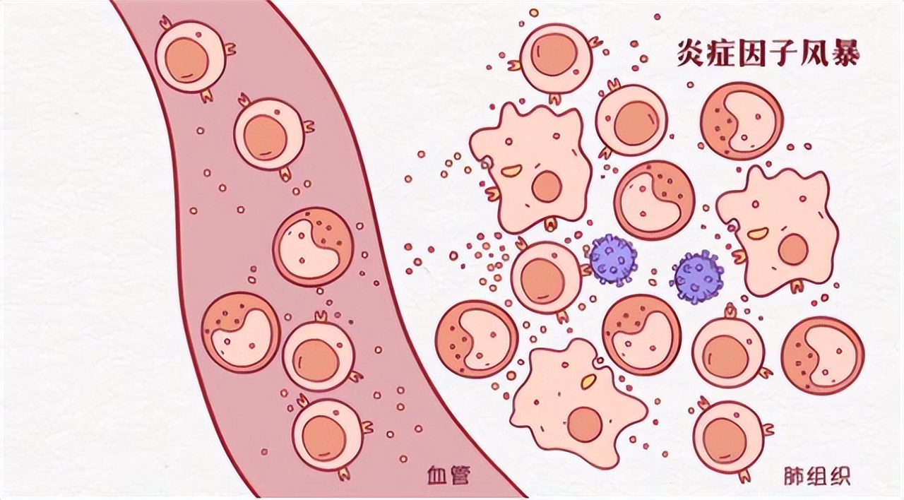 Research progress of interleukin-1 family cytokines in liver diseases ...