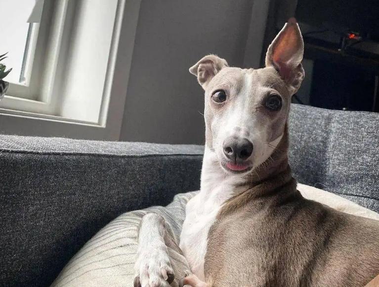 Is it calcium deficiency that the dog can't stand its ears for a long