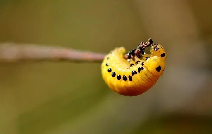 The Wonderful World of Insects: A Magnificent Journey of Small ...