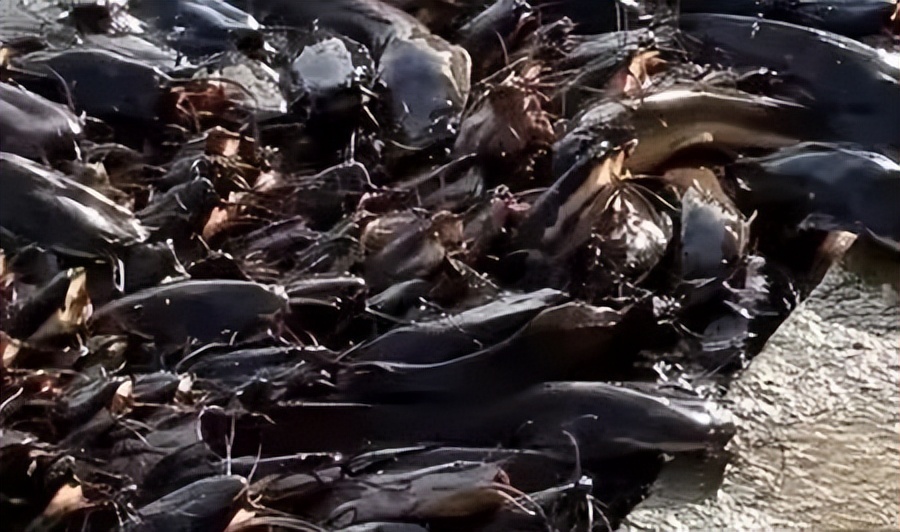 The Ganges man-eating catfish is extremely cruel, but why is it ...
