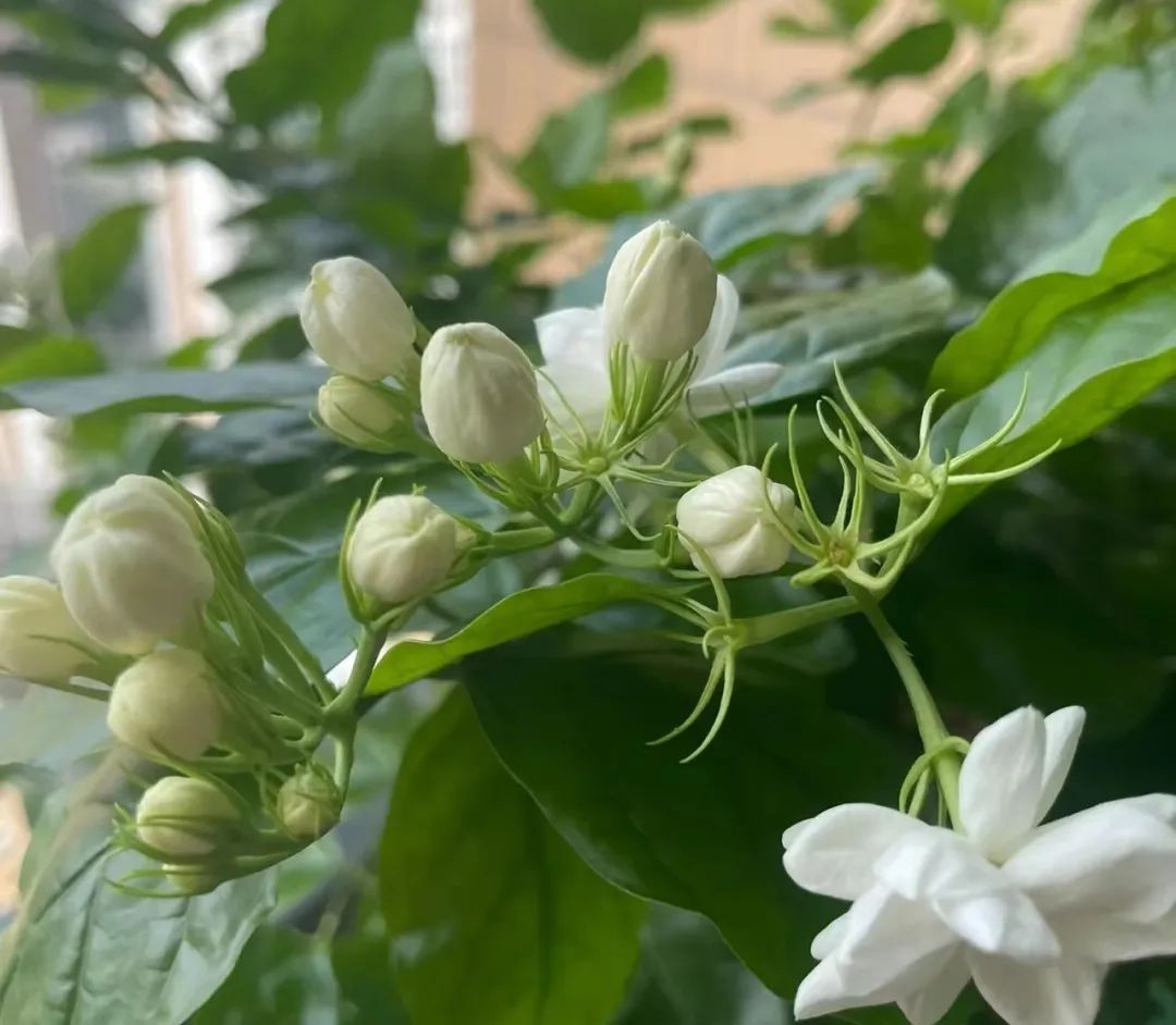 Jasmine not blooming?Cut and cut, sun and sun, full of buds and