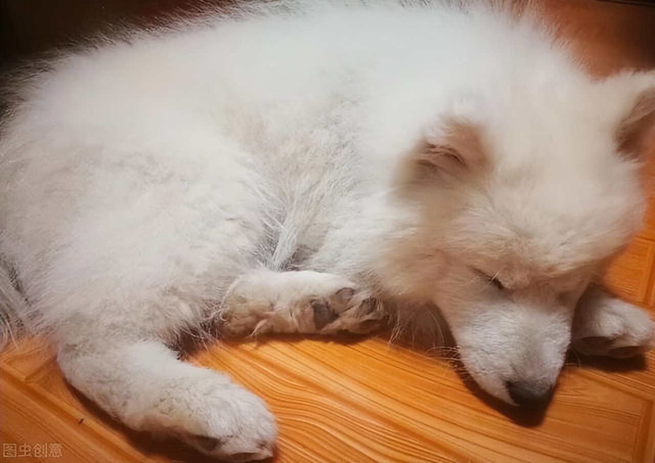 Why 1YearOld Dogs Sleep Well (Reasons and Suggestions for Sleep