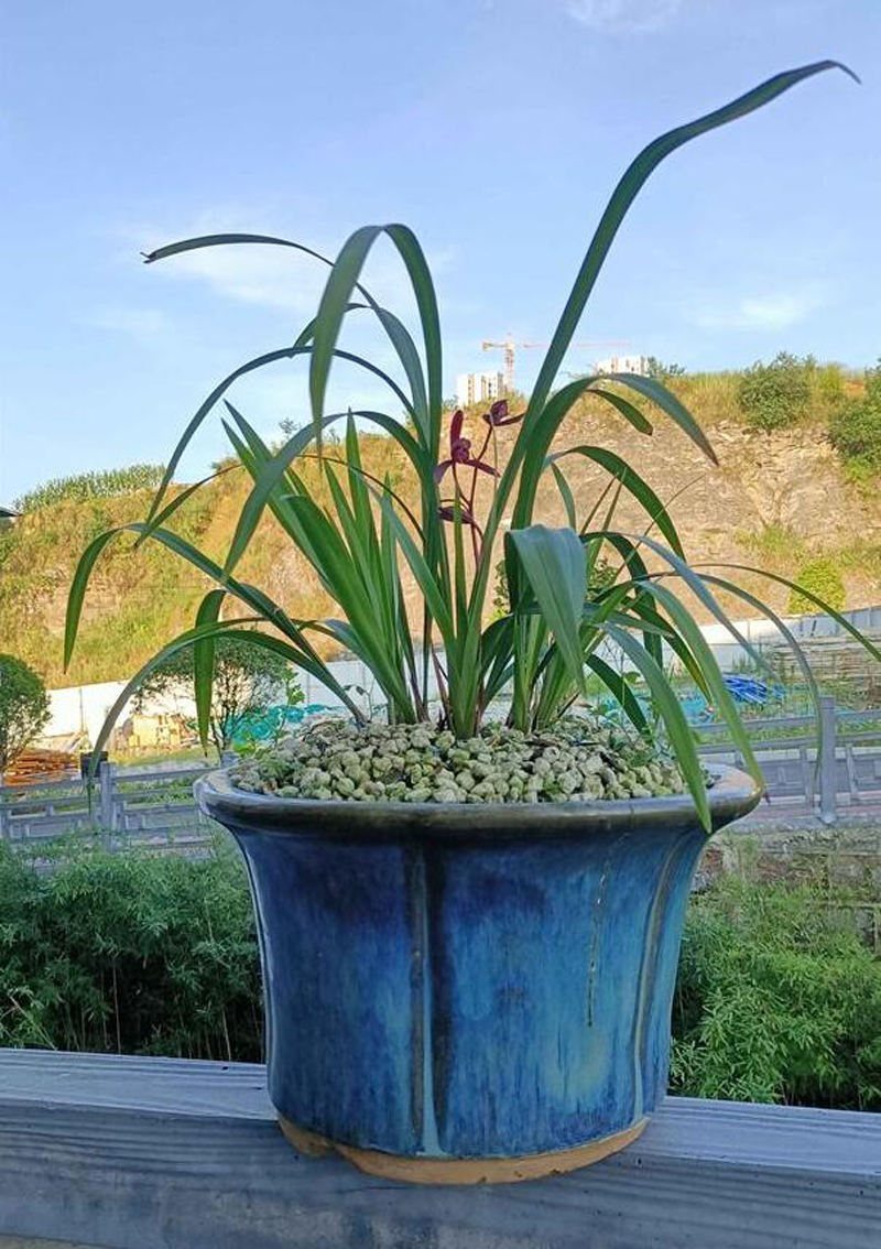 Reasons why orchid buds turn black, shrink, and fall off iNEWS