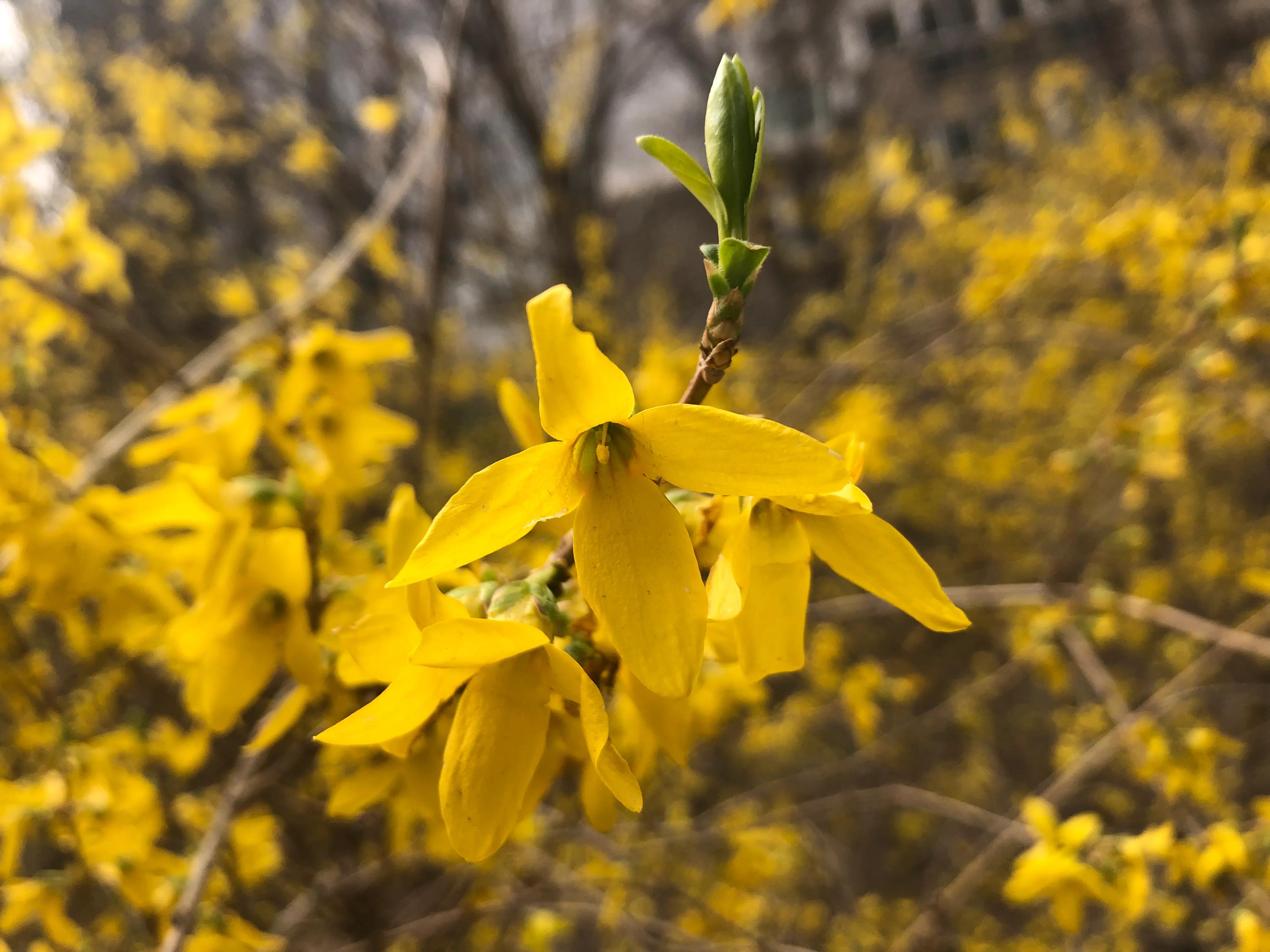 do-you-know-how-forsythia-got-its-name-imedia