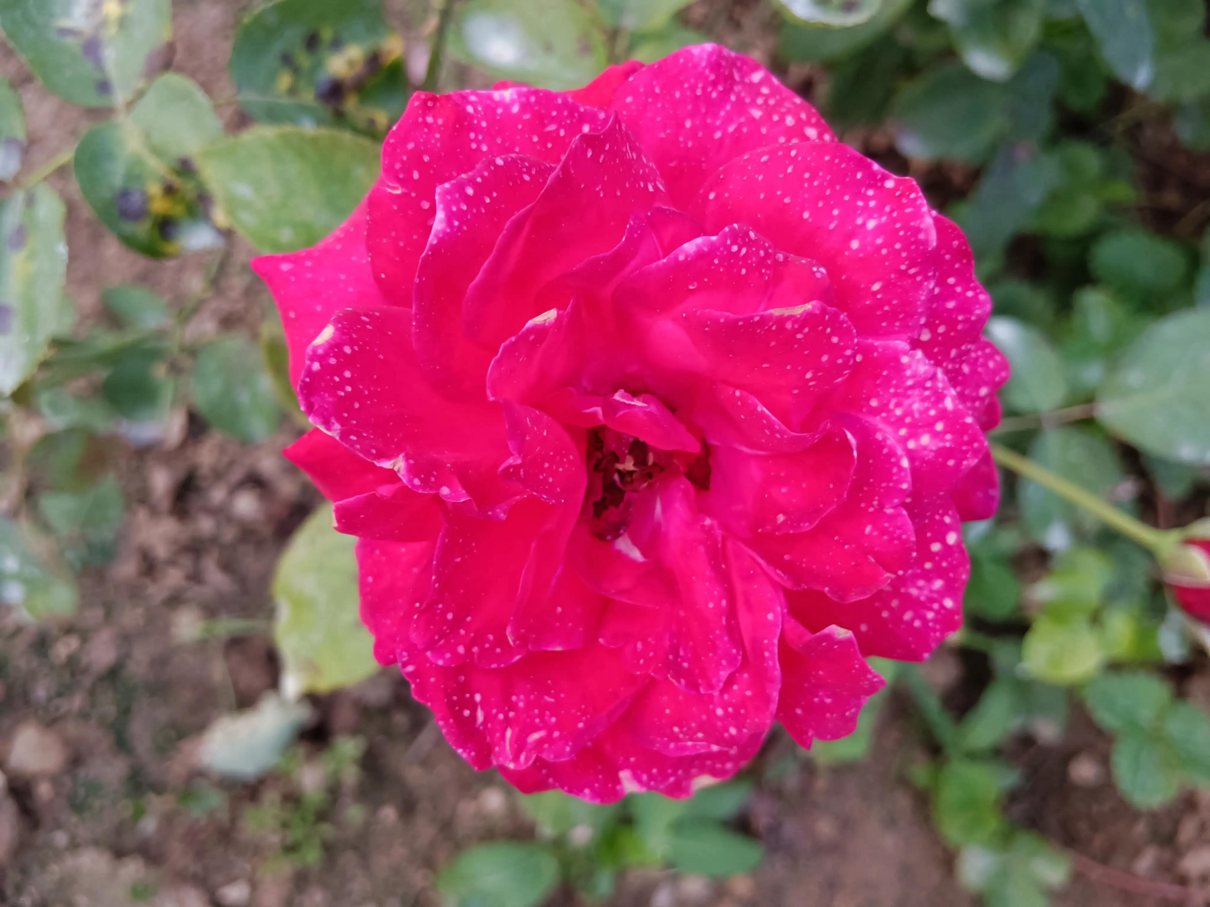 "Snow" word flying flower order iNEWS