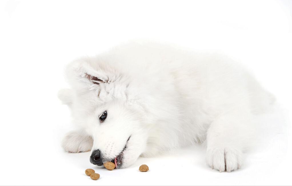What should I do if my dog does not eat dog food?Teach you 5 tricks