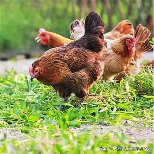 Man kills 100 chickens with flashlight iNEWS Man kills 100 chickens with flashlight iNEWS