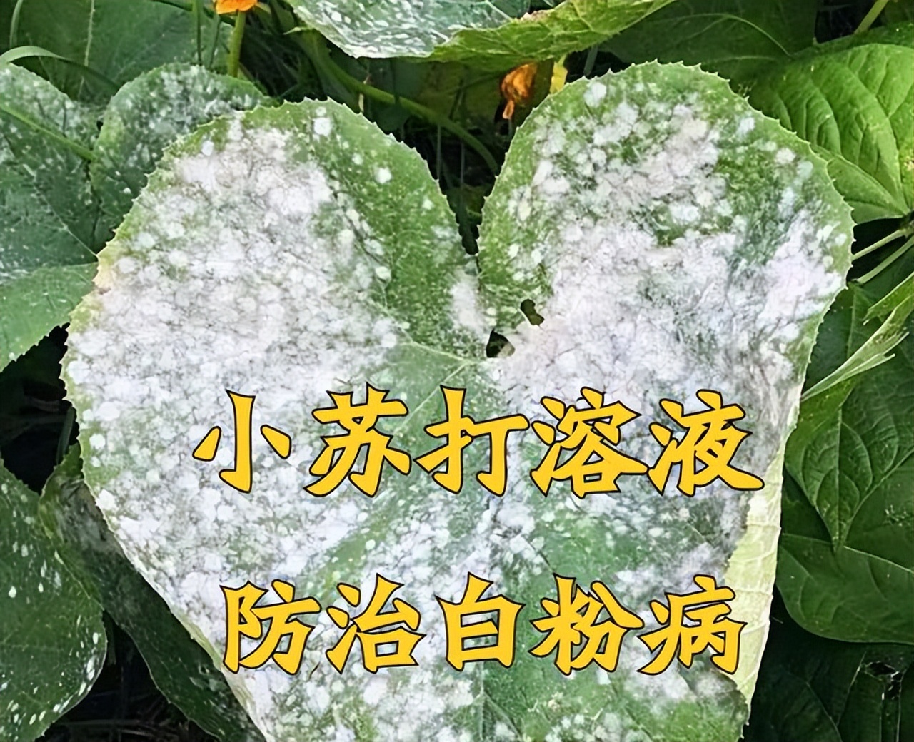 Baking soda solution with a concentration of 0.2, opens the family