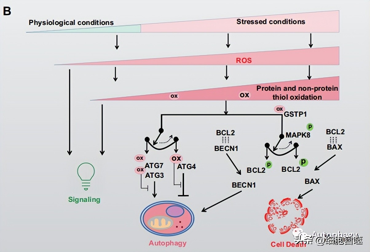 Regulation of autophagy by reactive oxygen species - iMedia
