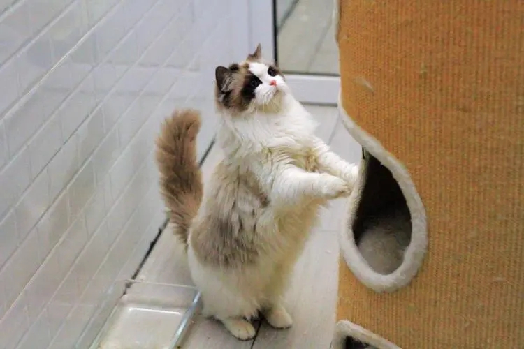 How to train Ragdoll cats Training methods and skills of Ragdoll cats