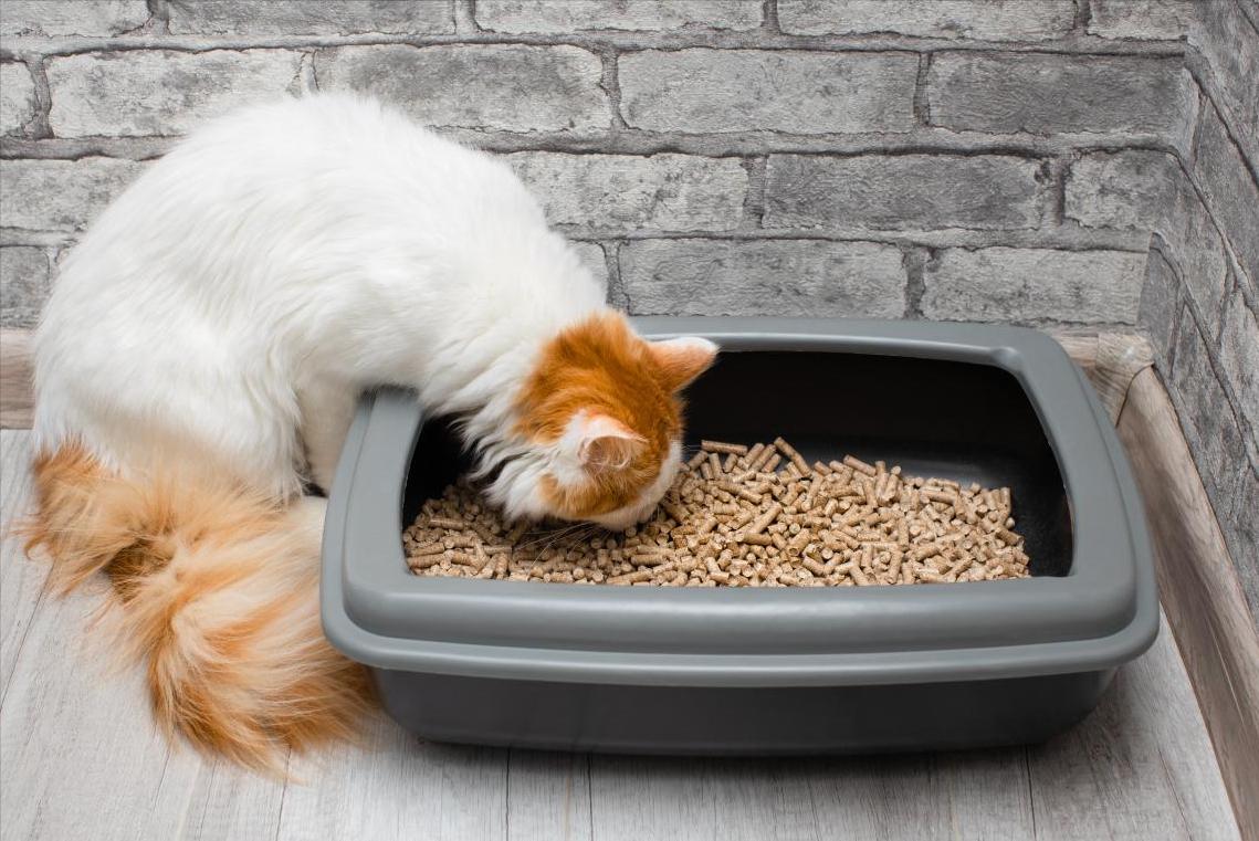 Cat always poops? Don't rush to scold, just try a few tricks and it may