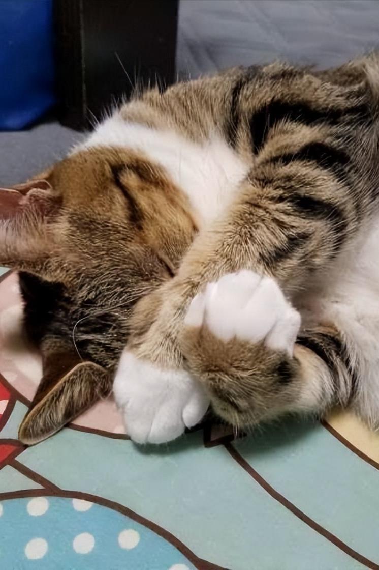 The meaning of a cat "covering its face and sleeping", you may not know the meaning of having a