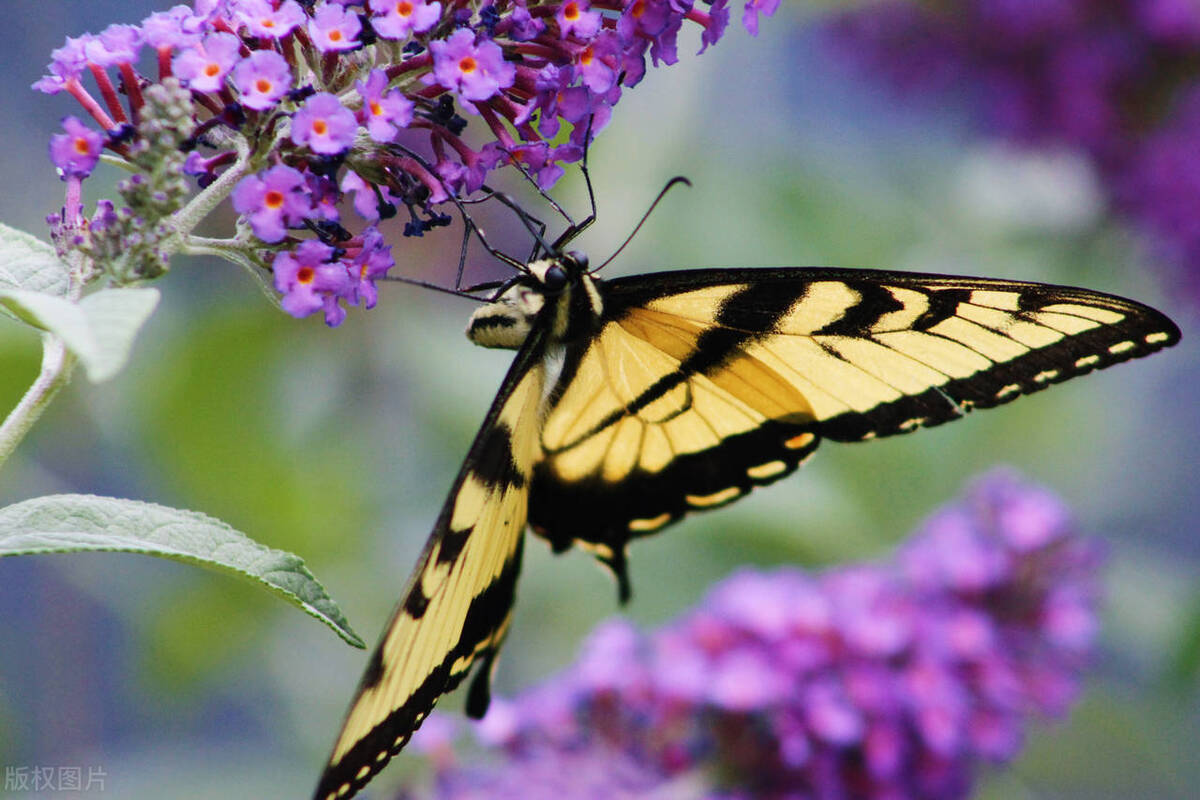 Occult: Can the souls of deceased loved ones come flying as insects ...