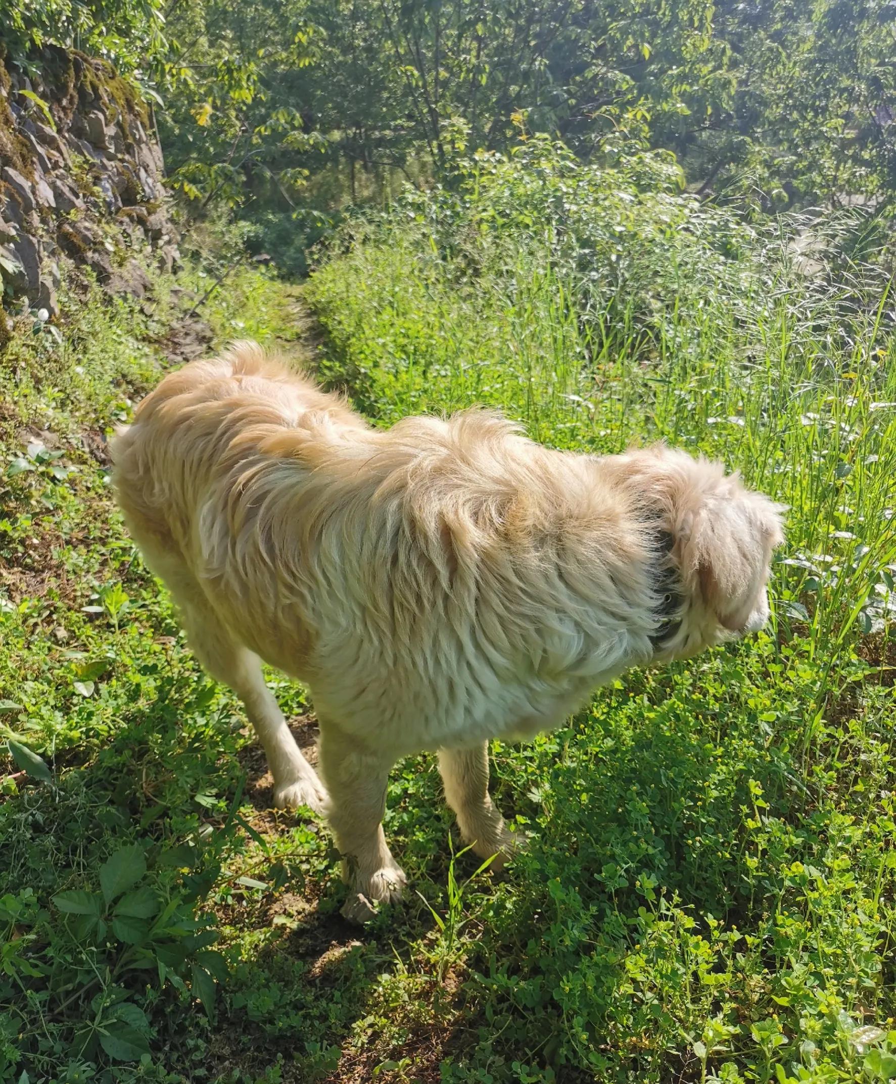 It's fine!Dogs eat diarrhearelieving herbs when they have diarrhea. Do