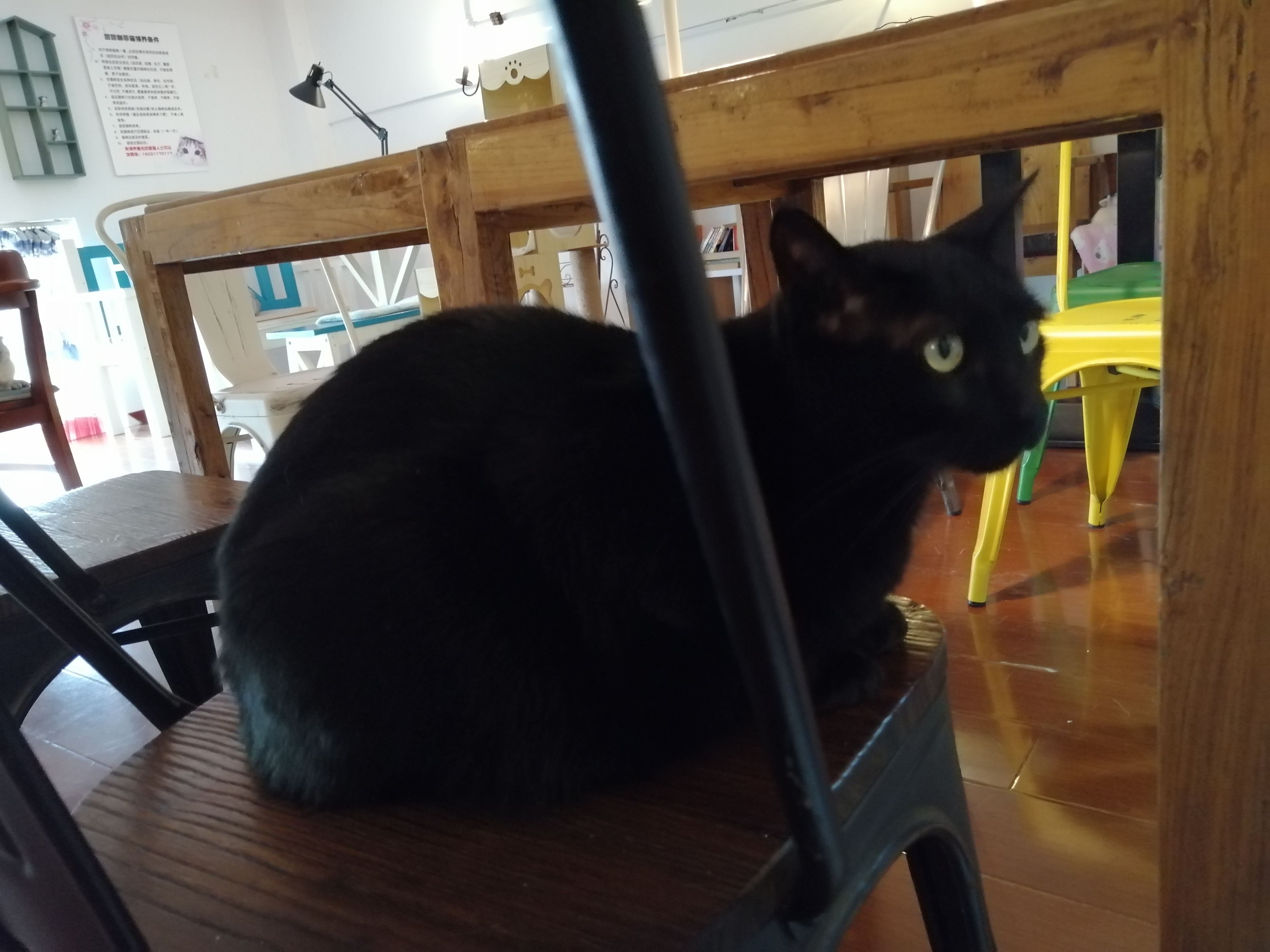 Why do cats lose their balance and lean to one side? iNEWS