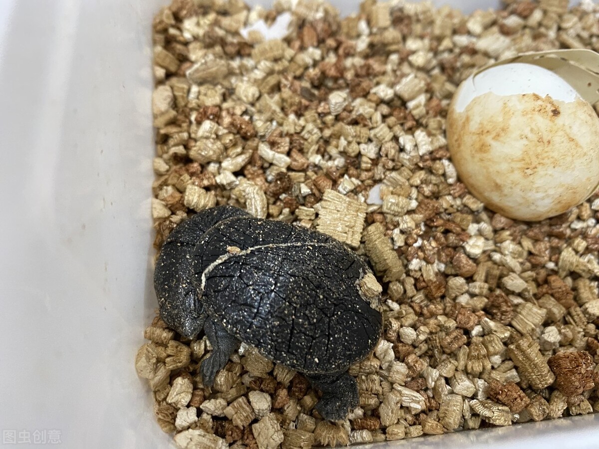 The nutritional value of turtle eggs, can turtle eggs be eaten? - iMedia