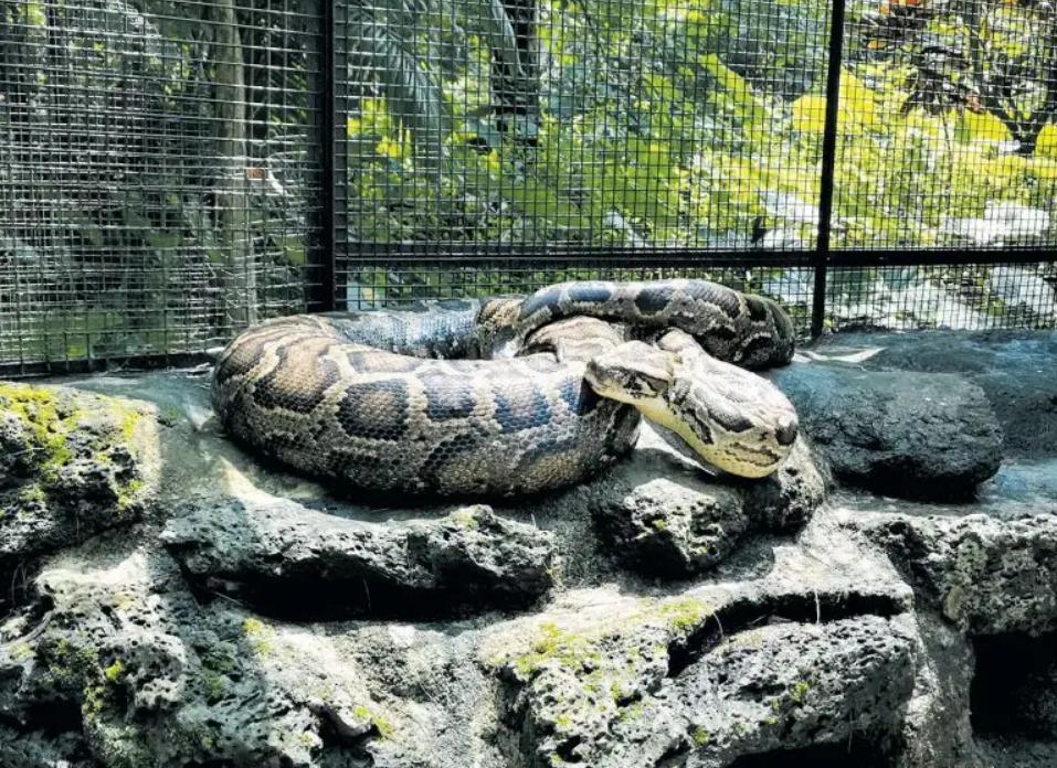 In 1996, Hainan Giant Python was willing to be a 