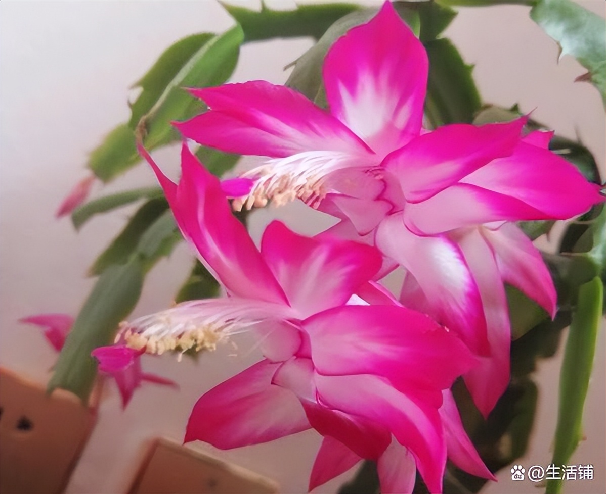 How often should crab claw orchid be watered?Water the right seasons to