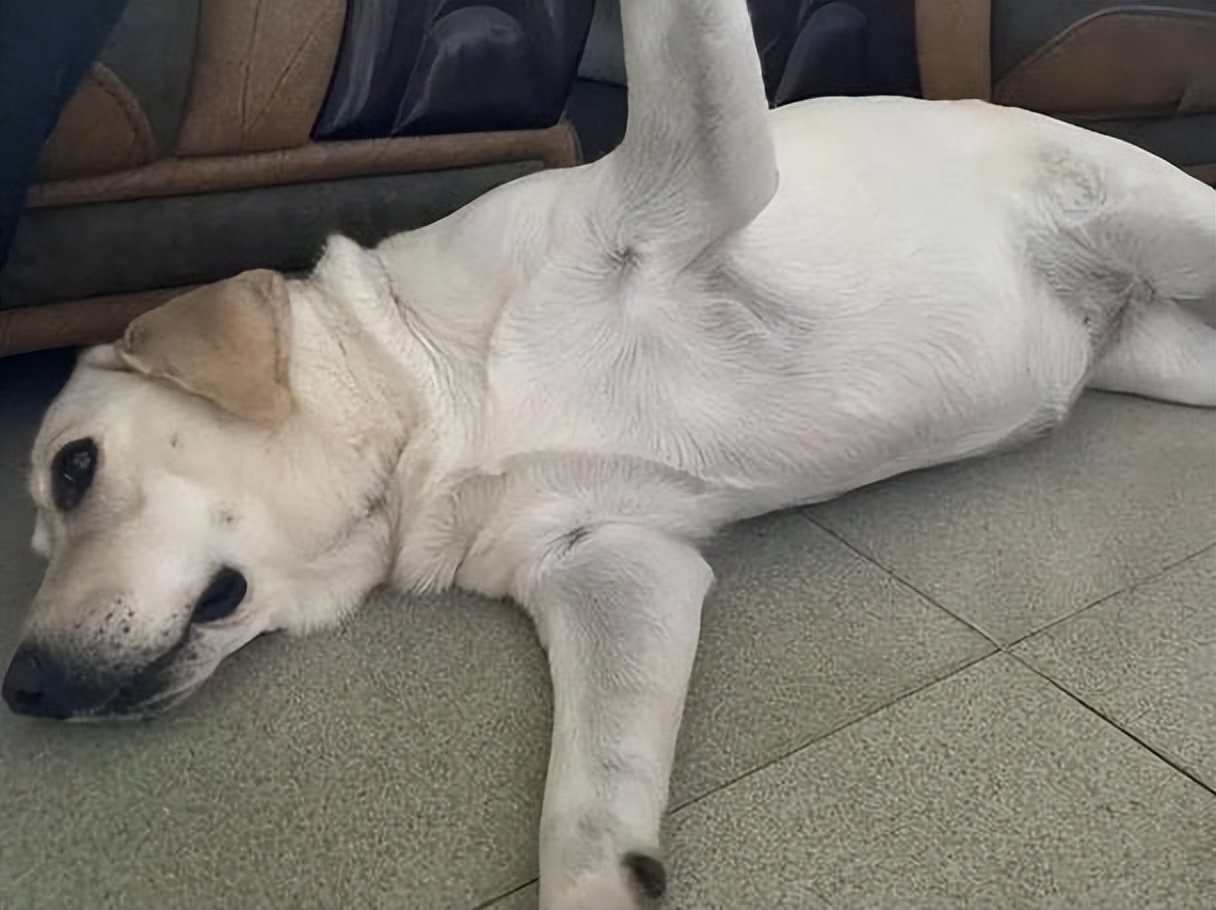 It's been a long time since I've had a dog that I realized that a dog