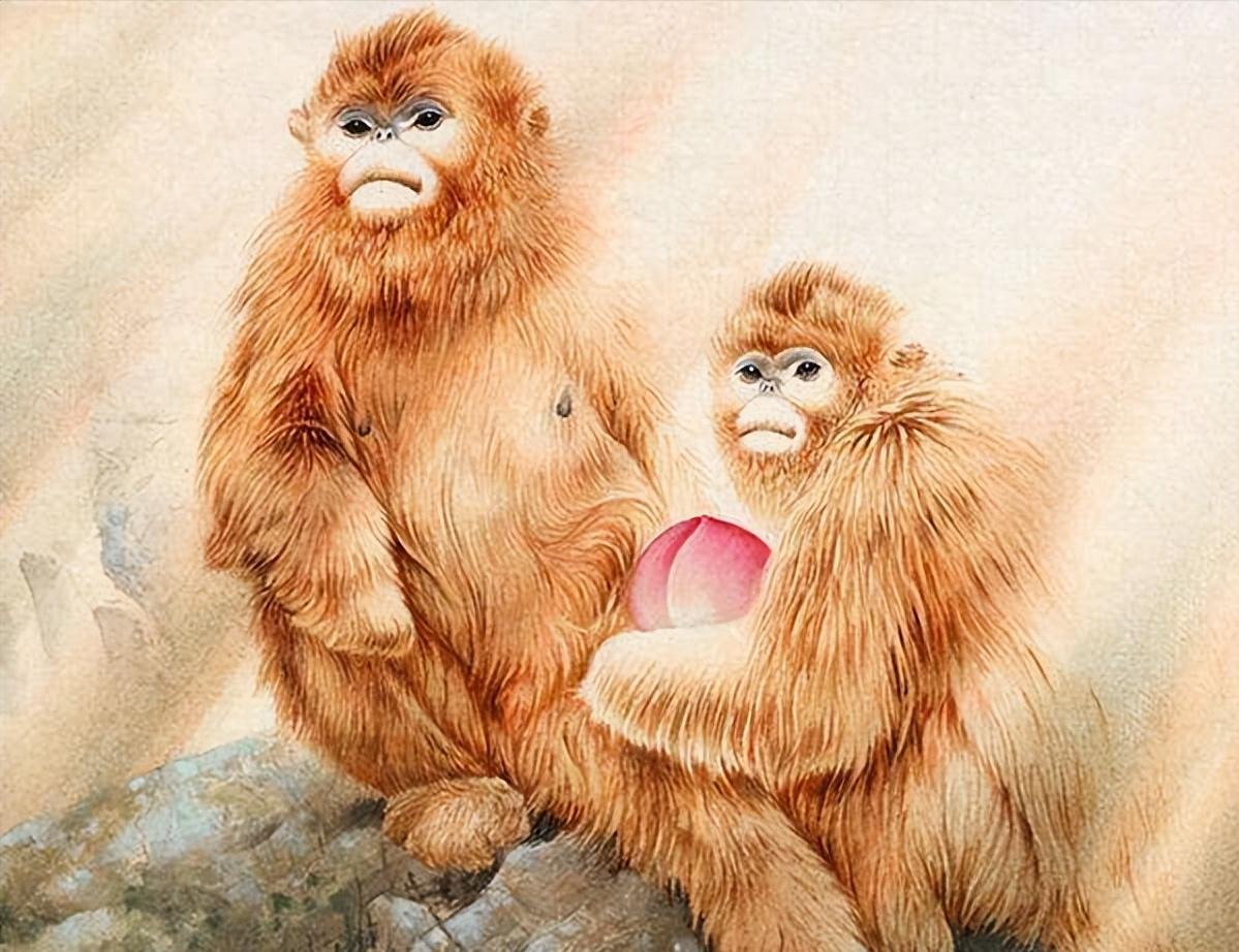 Monkey Wonen The overall fortune, career, wealth and emotion of the monkey woman in ...