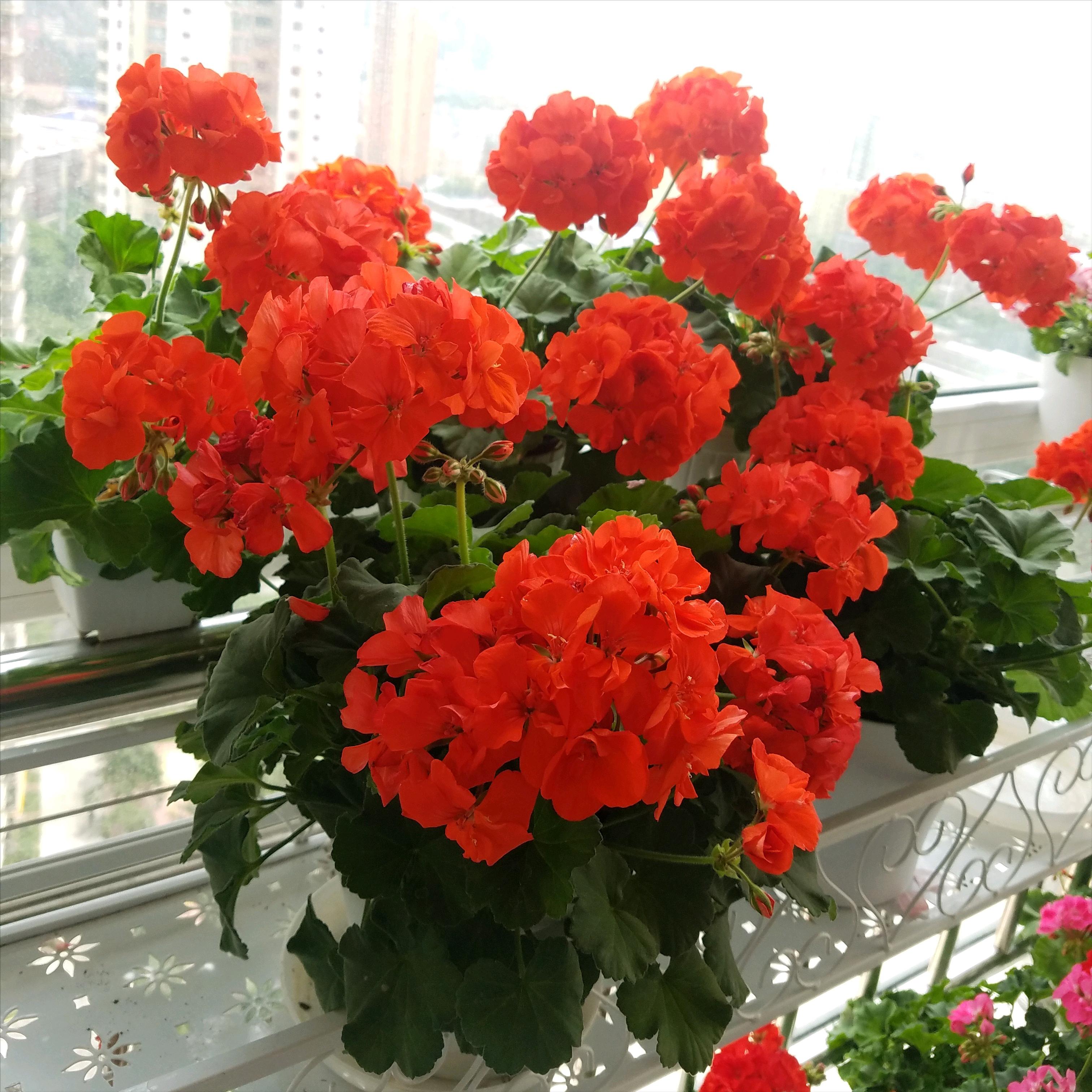 The 7 kinds of flowers that "cannot be raised to death" can burst into