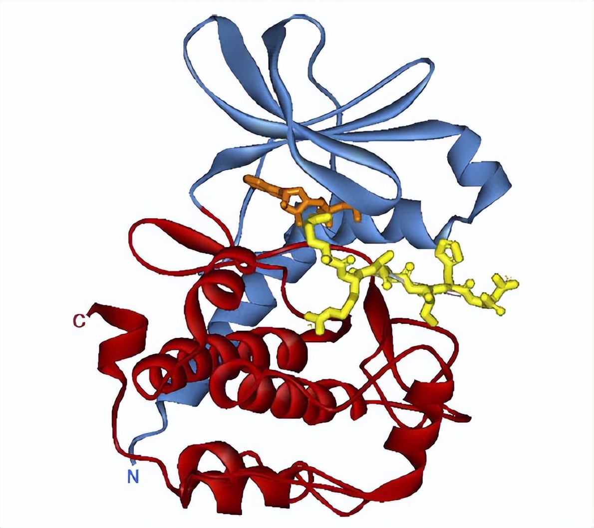 Protein kinases/phosphatases regulate signaling pathways, cellular ...