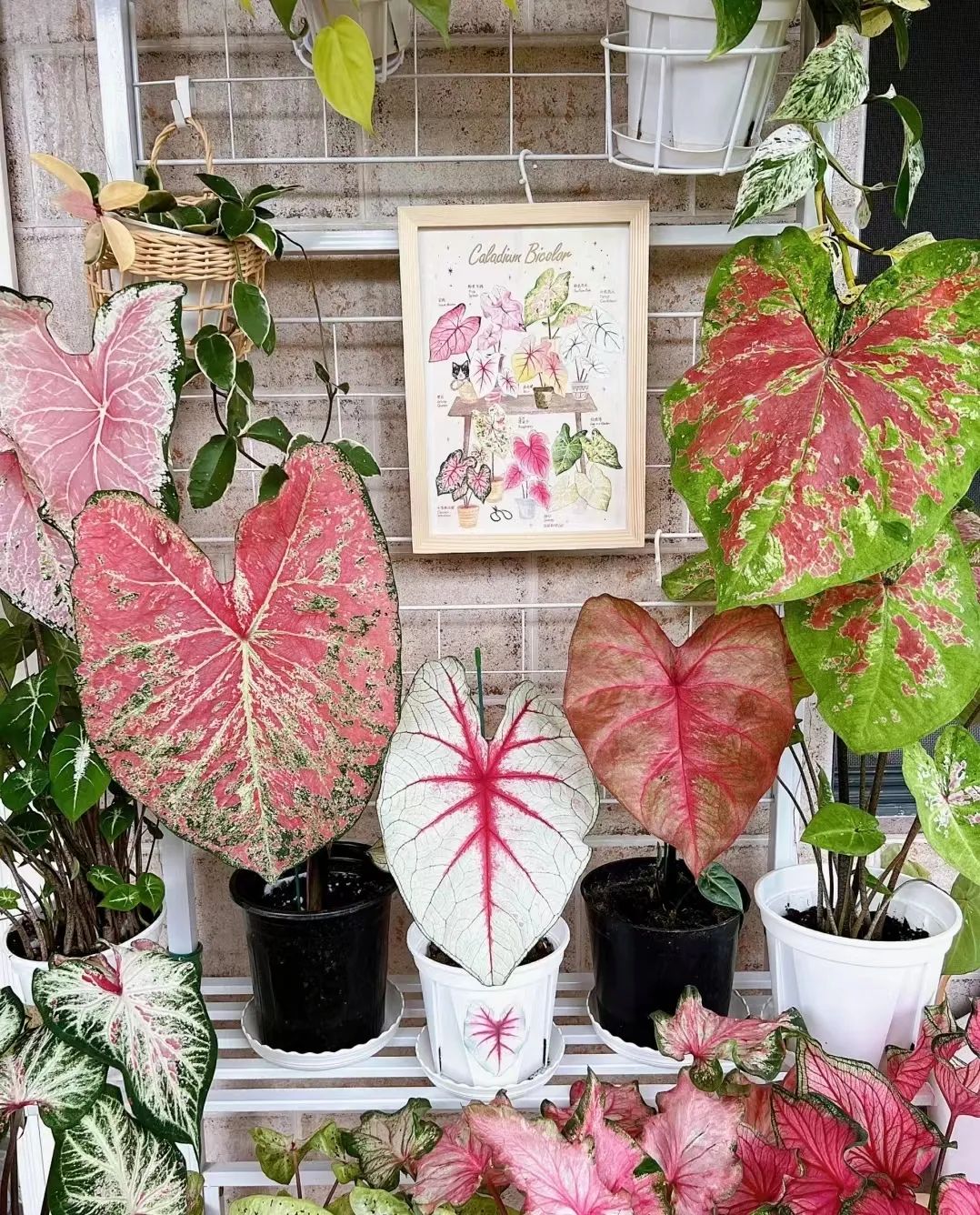 Inventory of 28 stunningly beautiful color leaf taro! Don't pull me