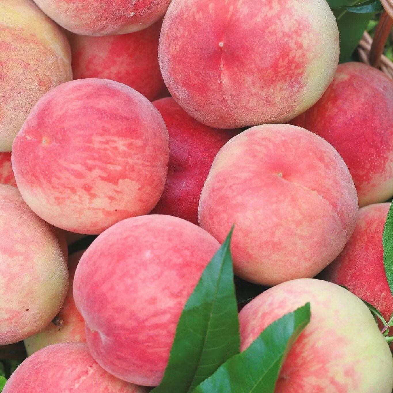 what fruit did the ancients eat iNEWS