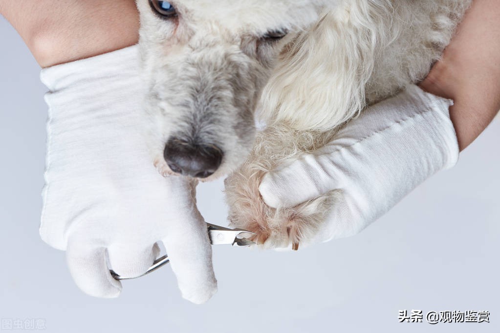Can licking your dog's nails stop the bleeding?How to deal with