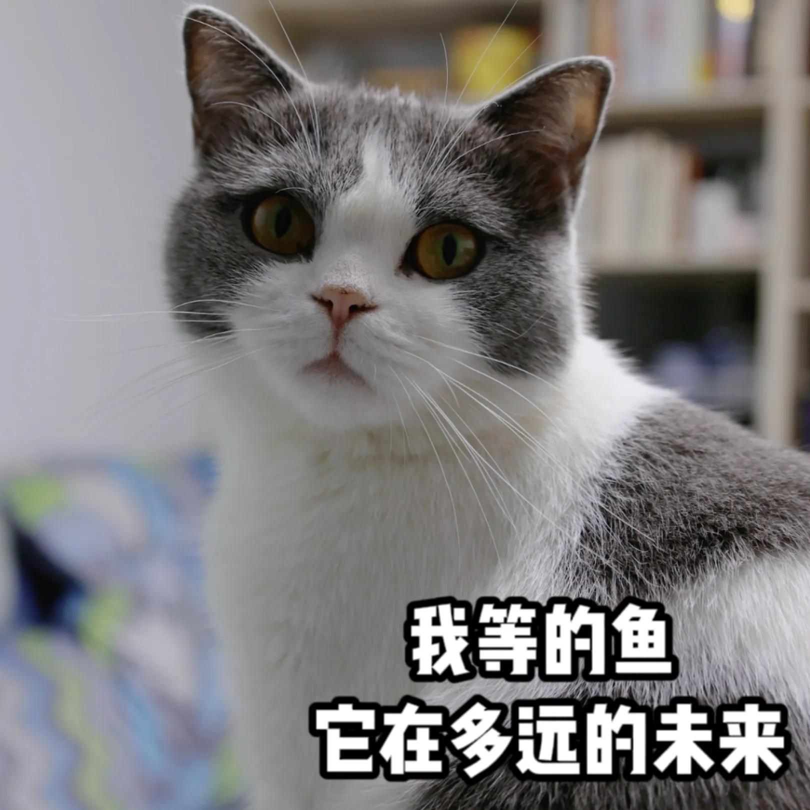 Changes in cats before and after neutering iNEWS