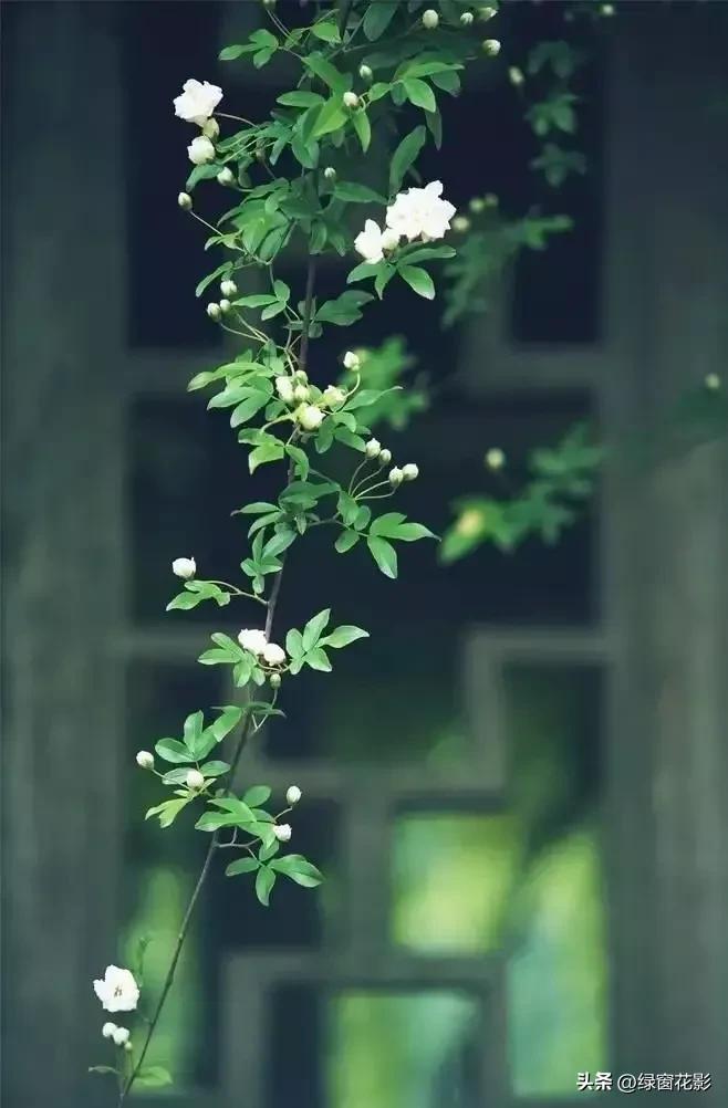 A poem of cherishing spring, where is the return of spring, has always