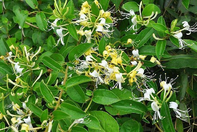 Composition and uses of honeysuckle - iNEWS