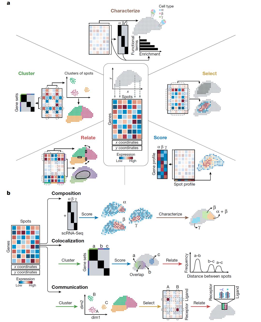 Spatial Transcriptome - iNEWS