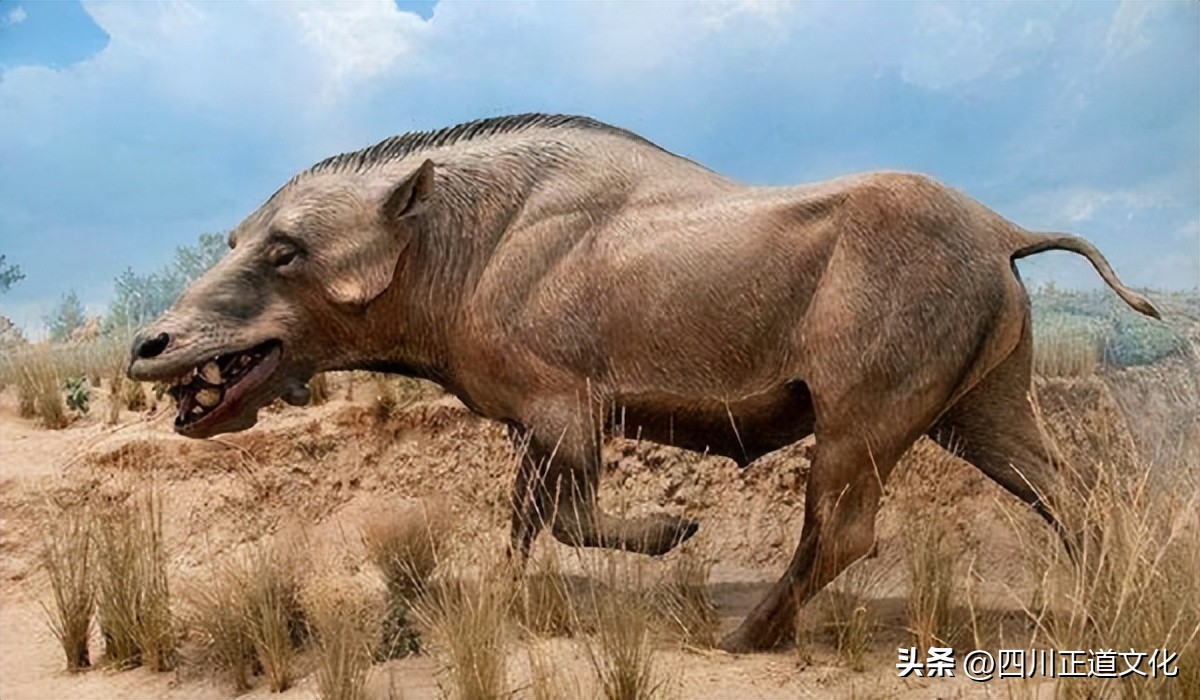 Pigs are not strong at all, why haven't they gone extinct yet?In fact ...