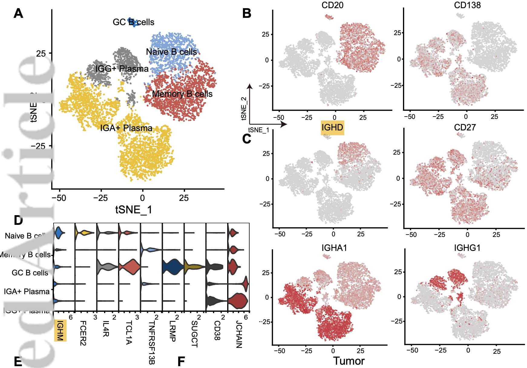 B Cell Subgroups - INEWS