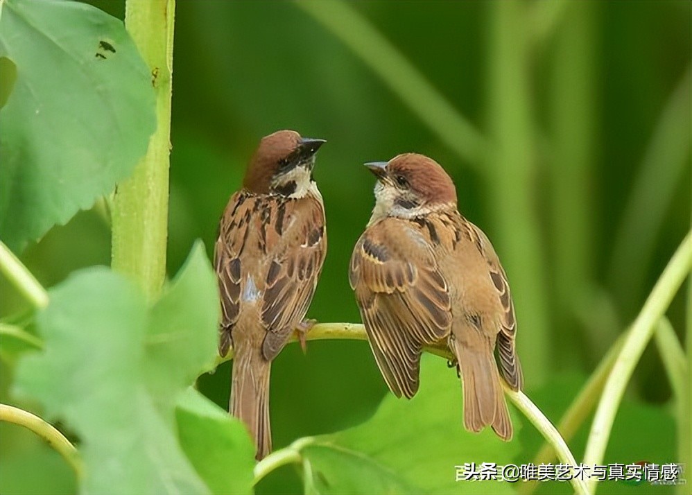 Do you know what it means if sparrows appear in Chinese paintings? iNEWS
