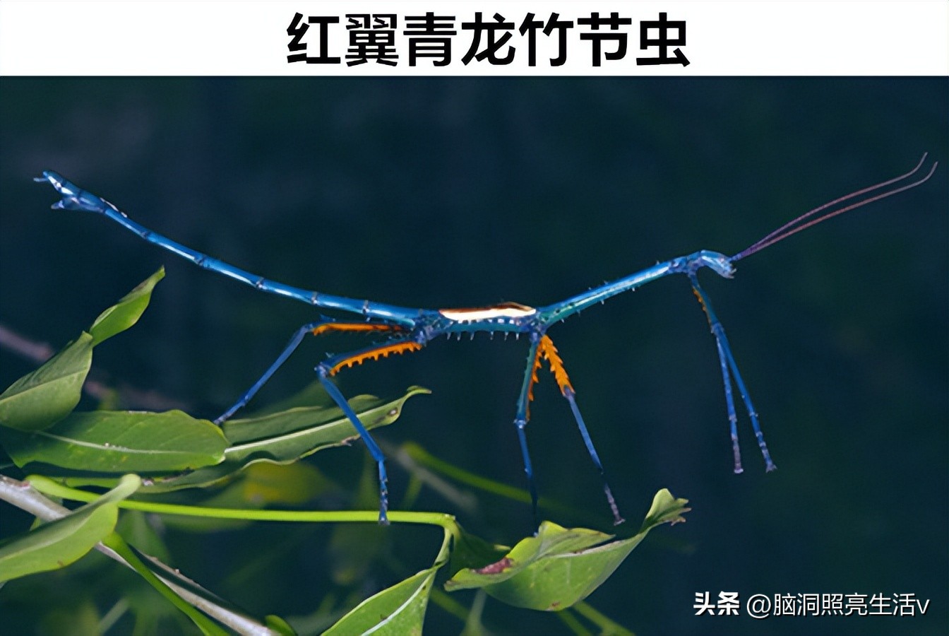 In this world, there are 9 rare animals that many people may not have ...