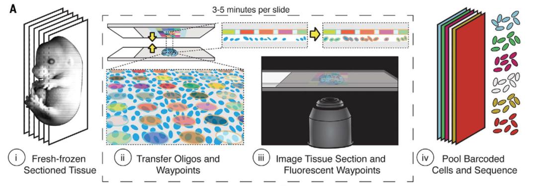 Whole-embryo single-cell resolution spatial transcriptome - iNEWS