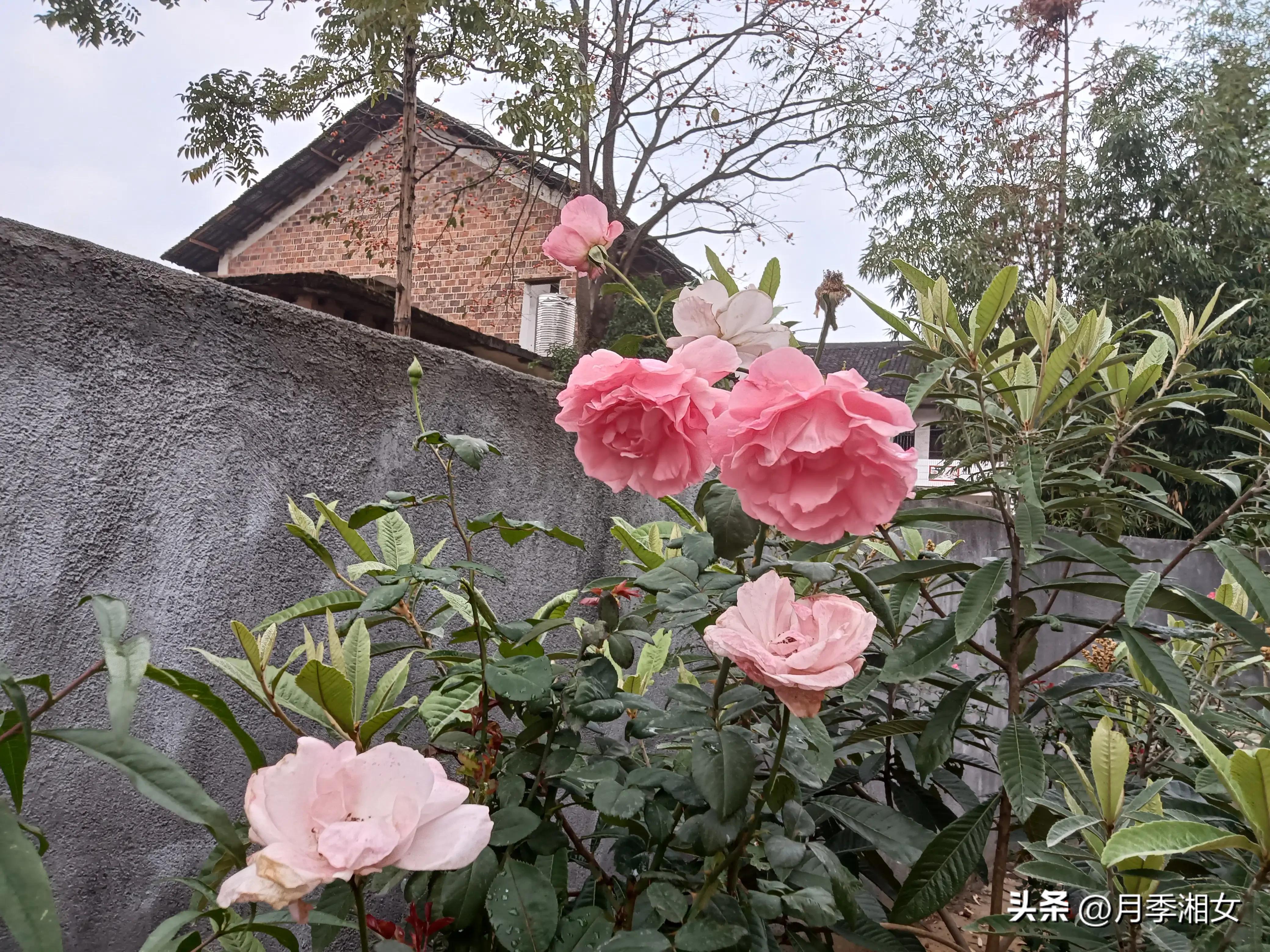 Why do my roses bloom so delicately in winter? iNEWS