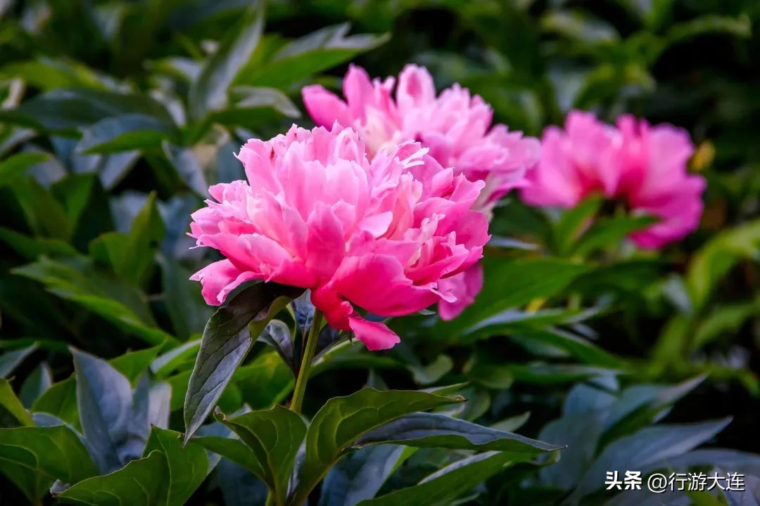 Accept this Qingming outing guide and meet the most beautiful April day ...