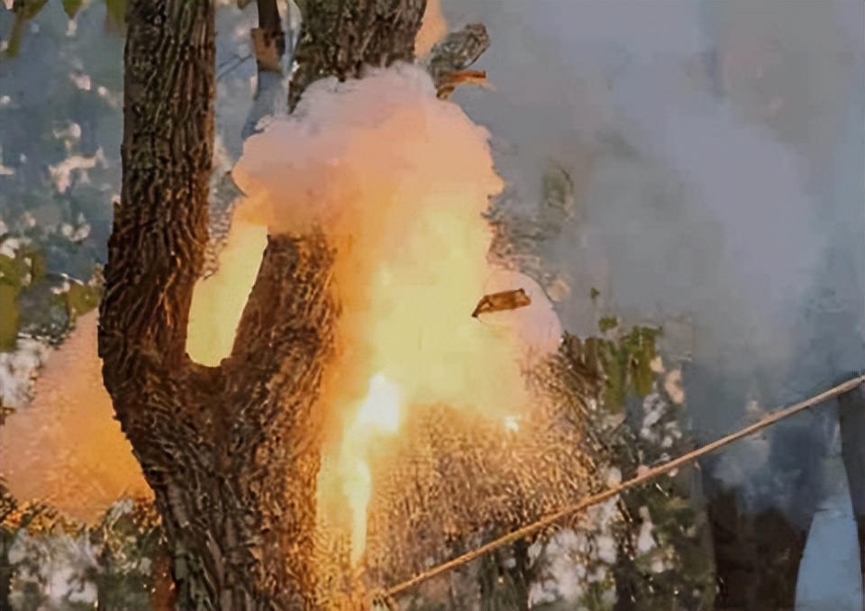 The most dangerous tree in the world, the fruit can explode, the power ...