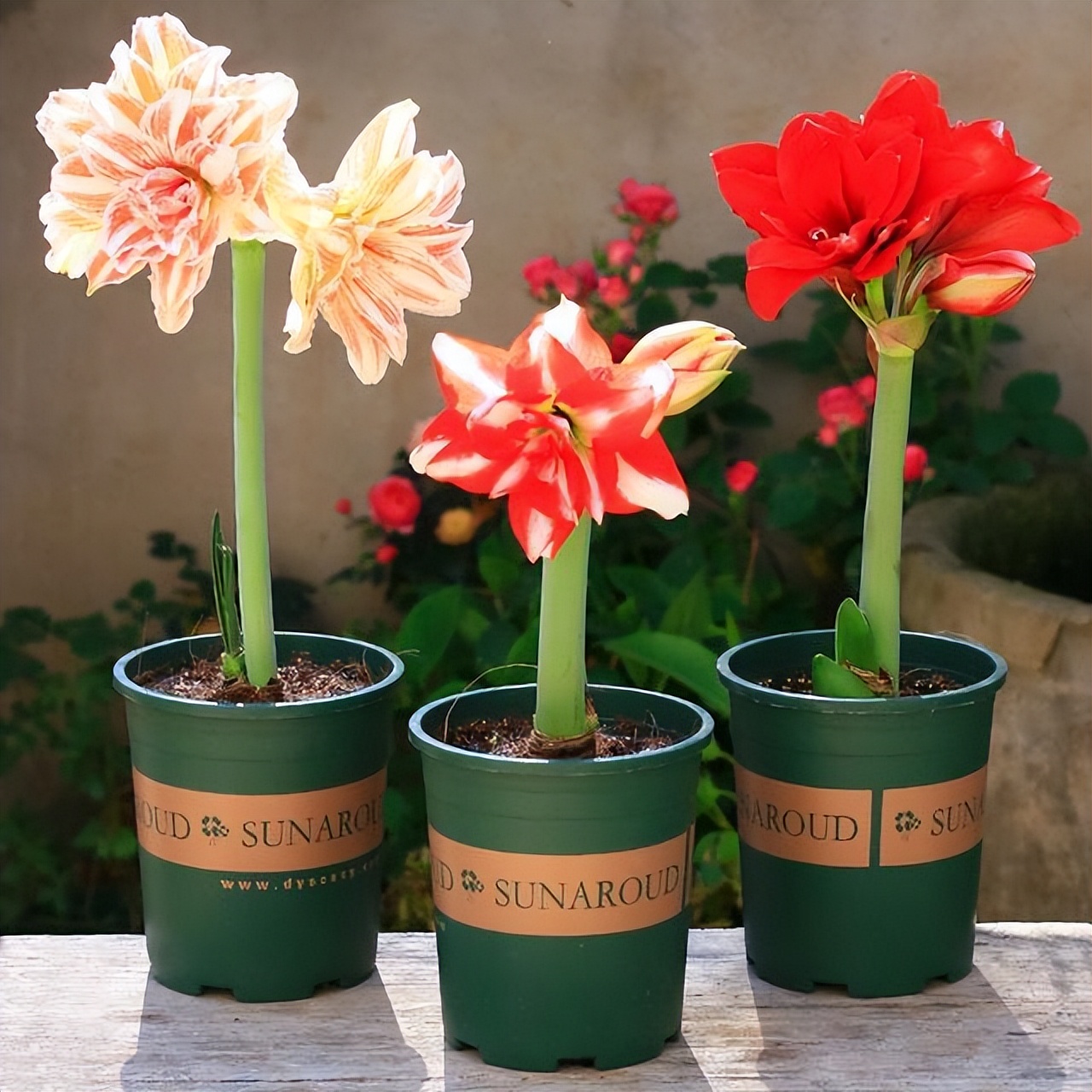 As the saying goes, "Small pots grow good flowers, big pots grow dead