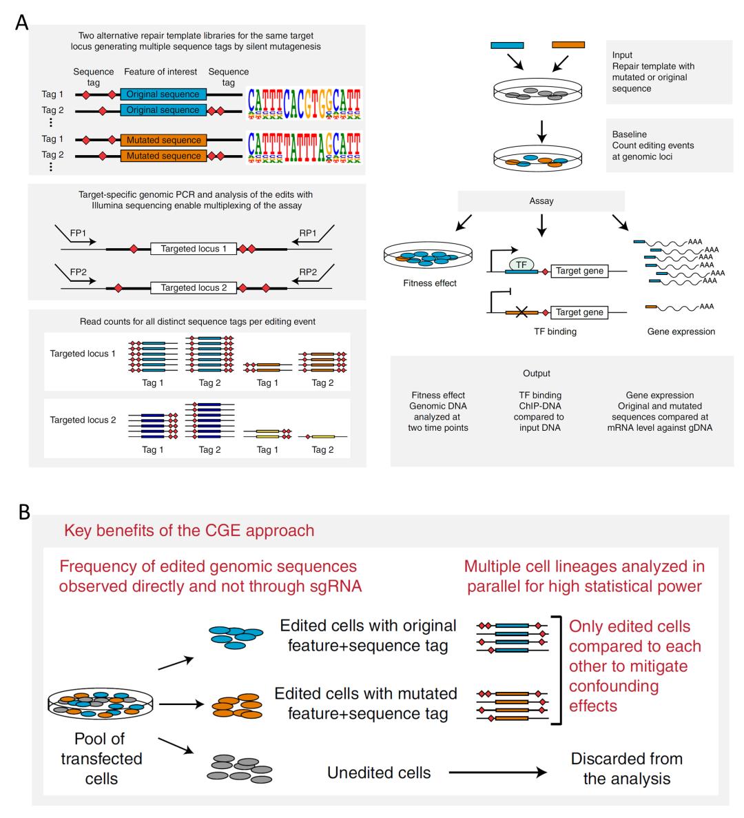 New technology accurately and reliably studies the impact of genomic ...