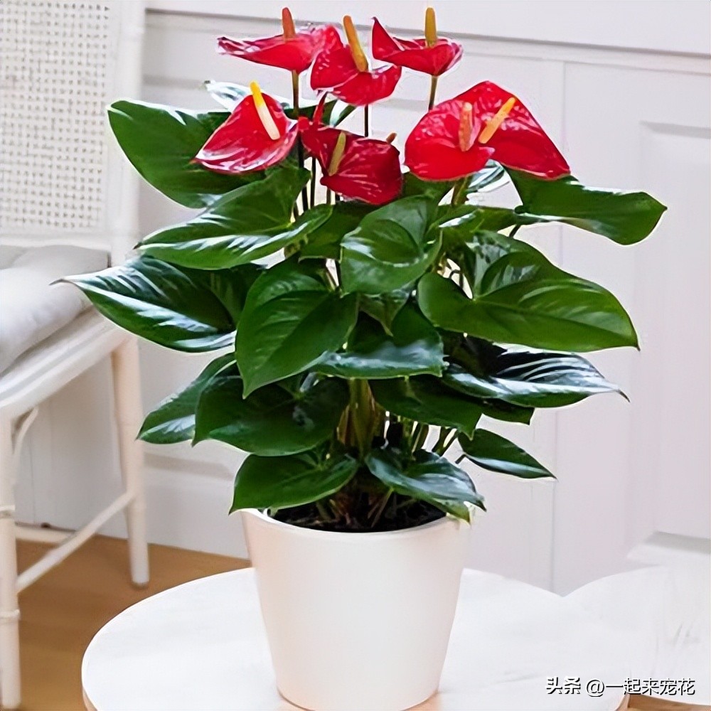 Don't put clutter on the balcony, keep a few pots of highvalue flowers