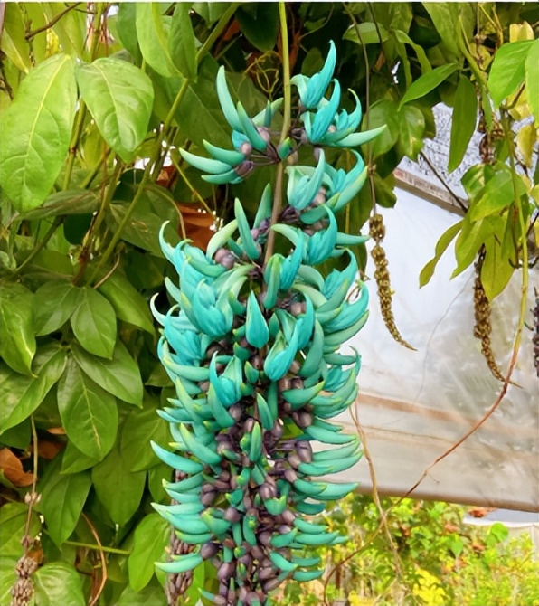 Green Jade Vine: A Hanging Dance of Natural Beauty - iNEWS